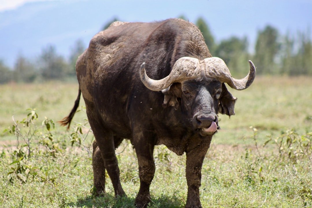 Photo Crypto Bull Run
